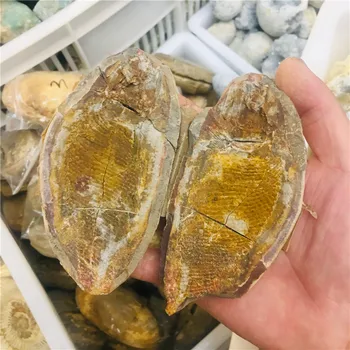 Par naravne crystal ribe fosilnih primerkov